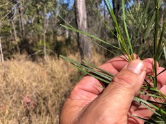 Dodonaea stenophylla