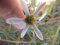 Ixia monadelpha