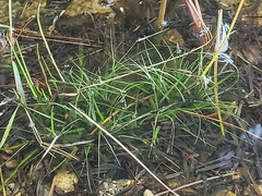 Eriocaulon aquaticum