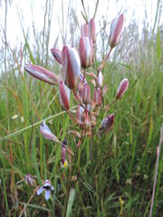 Ixia monadelpha