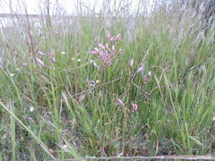Ixia monadelpha