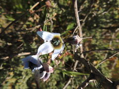 Ixia monadelpha