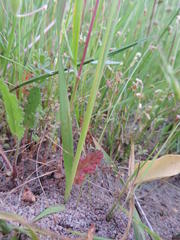 Ixia monadelpha