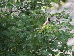 Colius striatus minor