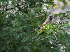 Colius striatus minor