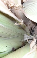 Eudiagogus episcopalis