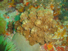Eunephthya thyrsoidea