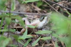 Mastigodryas dorsalis