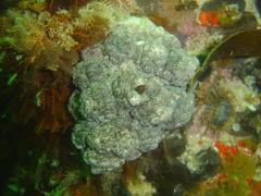 Eunephthya thyrsoidea