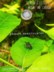 Proxys punctulatus