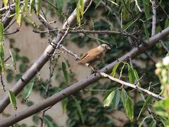 Passer diffusus stygiceps