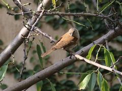 Passer diffusus stygiceps