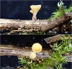 Crocicreas coronatum