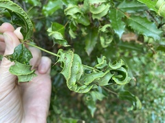 Aceria caliberberis