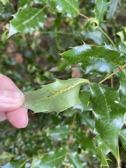 Aceria caliberberis