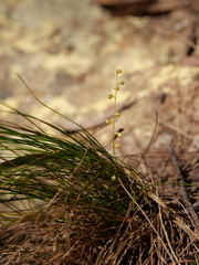 Lomandra gracilis