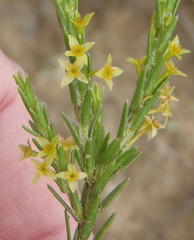 Struthiola parviflora