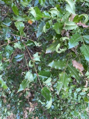 Aceria caliberberis