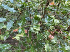 Aceria caliberberis