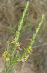 Struthiola parviflora