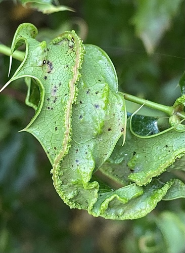 Aceria caliberberis