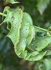 Aceria caliberberis