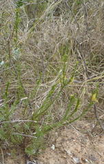 Struthiola parviflora