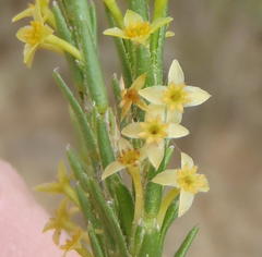 Struthiola parviflora