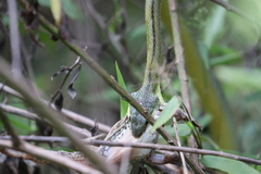 Mastigodryas dorsalis