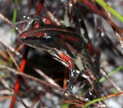 Banded Stream Frog photo 4