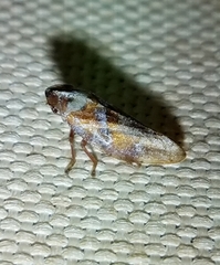 Aphrophora saratogensis