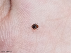 Scymnobius ecuadoricus