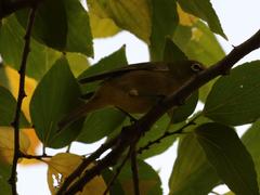 Zosterops virens virens