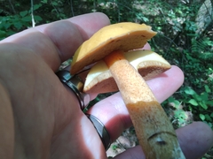 Suillus punctipes