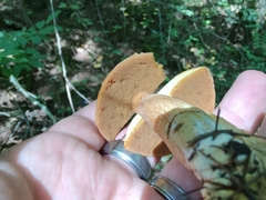 Suillus punctipes