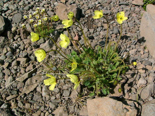Rooted poppy (Oreomecon radicata)