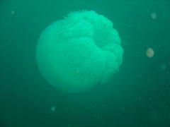 Eupilema inexpectata