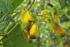 Rhynchosia caribaea