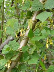 Rhynchosia caribaea