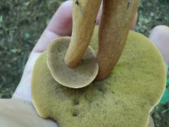 Suillus punctipes