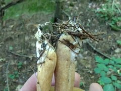Suillus punctipes