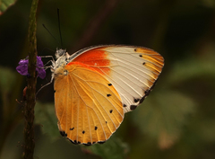 Belenois thysa thysa