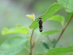 Nicocles