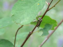 Nicocles