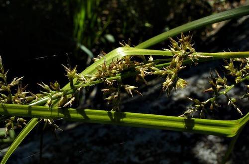 Carex spicatopaniculata image