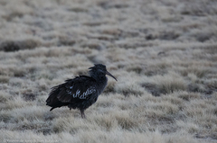 Bostrychia carunculata