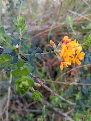 Pultenaea gunnii