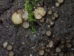 Lasiobolidium