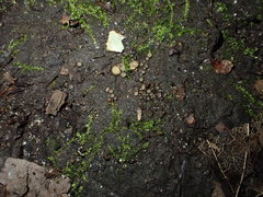 Lasiobolidium