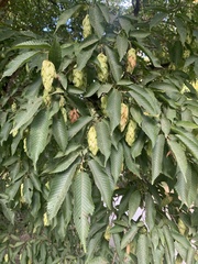 Carpinus japonica